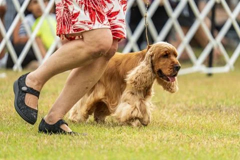 Cocker Spaniel competing in dog conformation at the 2024 Royal Darwin Show Stock Photos