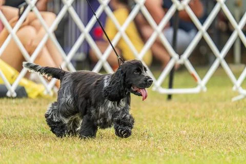 Cocker Spaniel competing in dog conformation at the 2024 Royal Darwin Show Stock Photos
