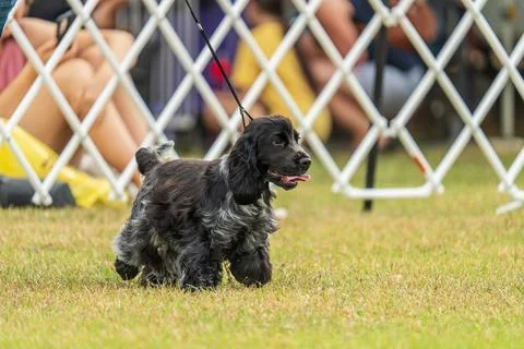 Cocker Spaniel competing in dog conformation at the 2024 Royal Darwin Show Stock Photos