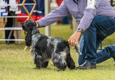Cocker Spaniel competing in dog conformation at the 2024 Royal Darwin Show Stock Photos