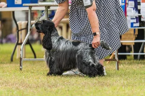 Cocker Spaniel competing in dog conformation at the 2024 Royal Darwin Show Stock Photos