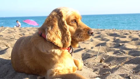 Cocker Spaniel  Cute Dog Resting On The Beach Stock Footage 121251484