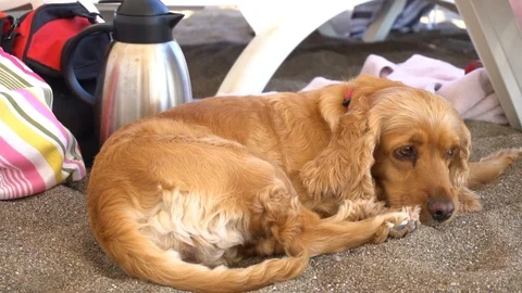 Cocker Spaniel Cute Dog Sitting On The Beach Vidéo 121253030