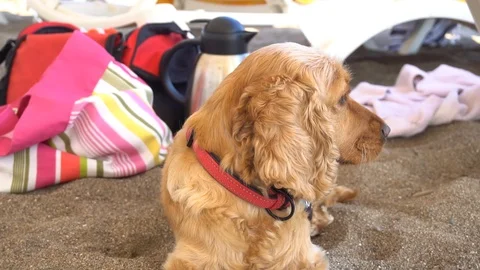 Cocker Spaniel Cute dog sleeping on the beach Vidéo 121252561