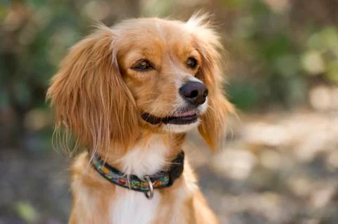 Cocker Spaniel Dog Cute Curious Brown Outdoor Closeup Stock Photos