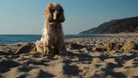 Cocker Spaniel dog digging a hole in the sand at the beach Stock Footage 96689609