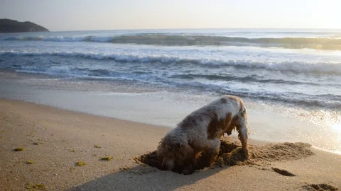 Cocker Spaniel dog digging a hole in the sand at sunrise Stock Footage 115761218