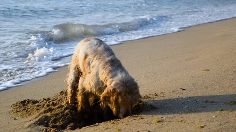 Cocker Spaniel dog digging a hole in the sand at sunrise Stock Footage 115761237