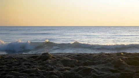 Cocker Spaniel dog digging a hole in the sand at sunrise Stock Footage 115761303