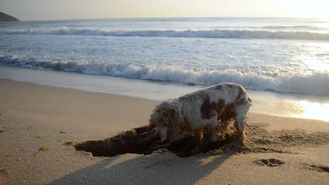 Cocker Spaniel dog digging a hole in the sand at sunrise Stock Footage 115761304