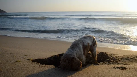 Cocker Spaniel dog digging a hole in the sand at sunrise Stock Footage 115761310