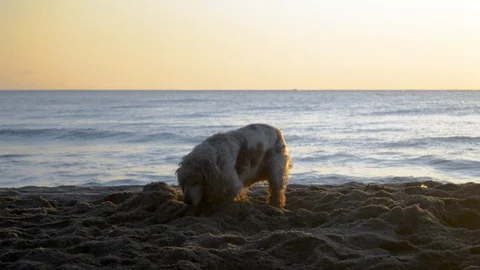 Cocker Spaniel dog digging a hole in the sand at sunrise Stock Footage 115761321