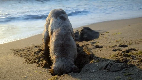 Cocker Spaniel dog digging a hole in the sand at sunrise Stock Footage 115761345
