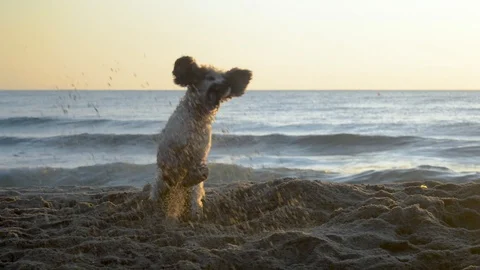 Cocker Spaniel dog digging a hole in the sand at sunrise Stock Footage 115761354