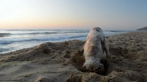 Cocker Spaniel dog digging a hole in the sand at sunrise Stock Footage 115761415