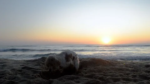 Cocker Spaniel dog digging a hole in the sand at sunrise Stock Footage 115761437