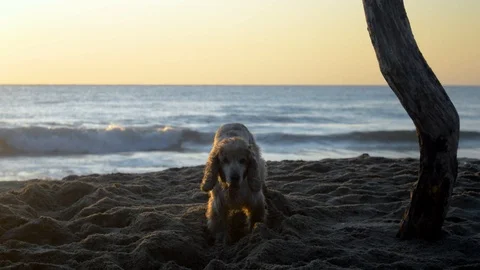 Cocker Spaniel dog digging a hole in the sand at sunrise Stock Footage 115761466