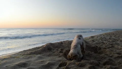 Cocker Spaniel dog digging a hole in the sand at sunrise Stock Footage 115761489