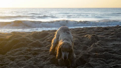 Cocker Spaniel dog digging a hole in the sand at sunrise Stock Footage 115761503