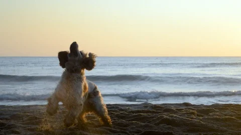 Cocker Spaniel dog digging a hole in the sand at sunrise Stock Footage 115761523