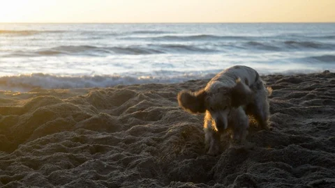 Cocker Spaniel dog digging a hole in the sand at sunrise Stock Footage 115761535