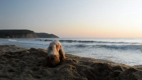 Cocker Spaniel dog digging a hole in the sand at sunrise Stock Footage 115761588