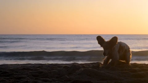 Cocker Spaniel dog digging a hole in the sand at sunrise Stock Footage 115761677