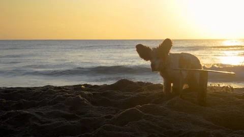 Cocker Spaniel dog digging a hole in the sand at sunrise Stock Footage 115761808