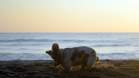 Cocker Spaniel dog digging a hole in the sand at sunrise Stock Footage 115761846