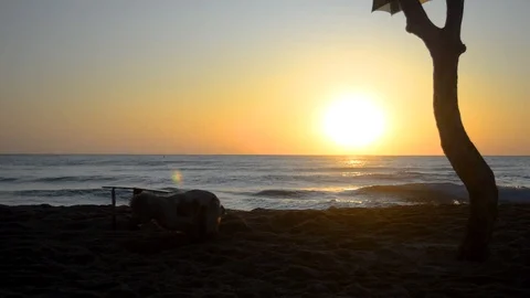 Cocker Spaniel dog digging a hole in the sand at sunrise Stock Footage 115762185