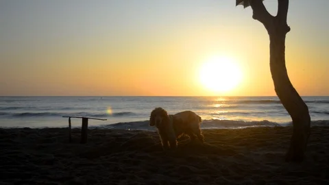 Cocker Spaniel dog digging a hole in the sand at sunrise Stock Footage 115762237