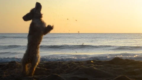 Cocker Spaniel dog digging a hole in the sand at sunrise Stock Footage 115762400
