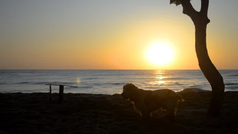 Cocker Spaniel dog digging a hole in the sand at sunrise Stock Footage 115762574