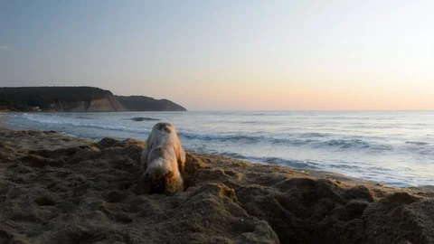 Cocker Spaniel dog digging a hole in the sand at sunrise Stock Footage 115762640