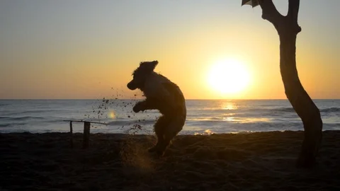 Cocker Spaniel dog digging a hole in the sand at sunrise Stock Footage 115762652