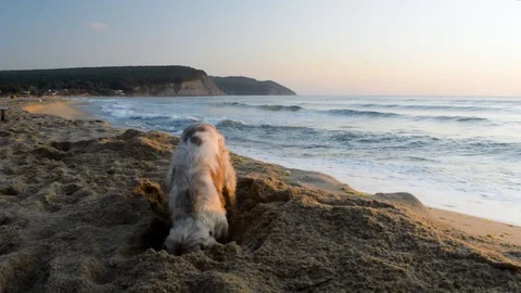 Cocker Spaniel dog digging a hole in the sand at sunrise Stock Footage 115762676