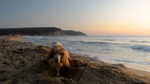 Cocker Spaniel dog digging a hole in the sand at sunrise Stock Footage 115762744