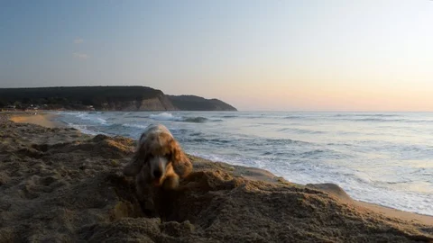 Cocker Spaniel dog digging a hole in the sand at sunrise Stock Footage 115762772