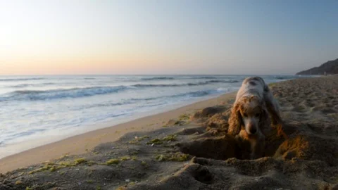 Cocker Spaniel dog digging a hole in the sand at sunrise Stock Footage 115762774