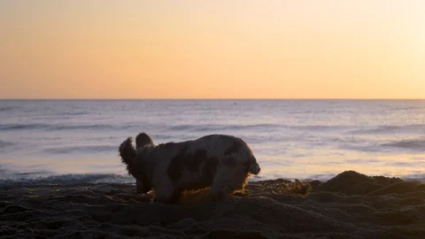 Cocker Spaniel dog digging a hole in the sand at sunrise Stock Footage 115762826