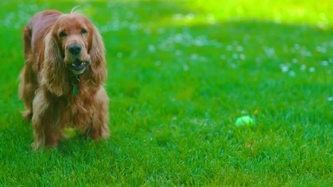 Cocker Spaniel Dog - Graded Rec709 WDR Vídeo Stock 115729913