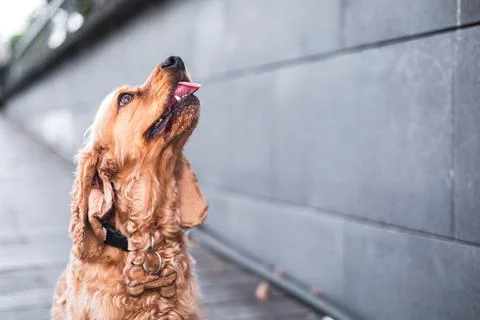 Cocker spaniel dog with grey background Stock Photos