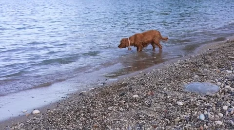 Cocker spaniel dog has fun playing and running along the beach on a hot spring Stock Footage 278182887