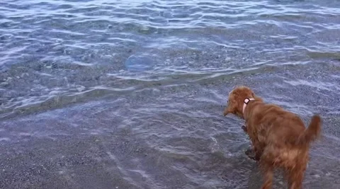Cocker spaniel dog has fun playing and running along the beach on a hot spring Stock Footage 278182927