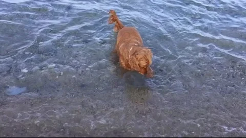 Cocker spaniel dog has fun playing and running along the beach on a hot spring Stock Footage 278182991