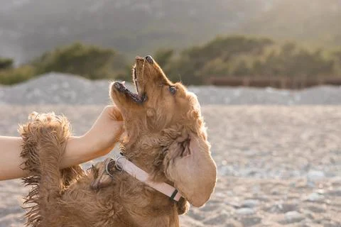 Cocker spaniel dog has fun playing and running along the beach on a hot spring Stock Photos