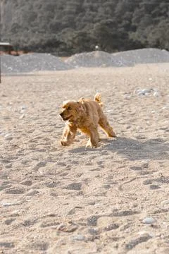 Cocker spaniel dog has fun playing and running along the beach on a hot spring Stock Photos