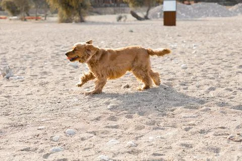 Cocker spaniel dog has fun playing and running along the beach on a hot spring Stock Photos