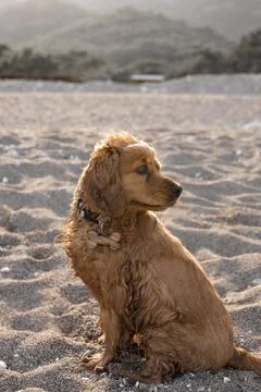 Cocker spaniel dog has fun playing and running along the beach on a hot spring Foto stock