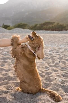 Cocker spaniel dog has fun playing and running along the beach on a hot spring Stock Photos